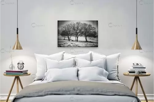 חורף בשחור לבן – אוהד דאיה | תמונה לקיר בסגנון מודרני