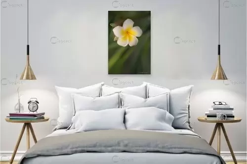 פרח לבן - איזבלה אלקבץ - צילומים  - מק''ט: 451417