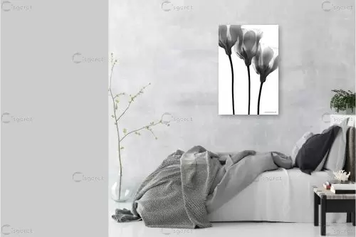 שלישיה שחור לבן - שרית סלימן - סלון בסגנון מינימליסטי תמונות שחור לבן  - מק''ט: 187454