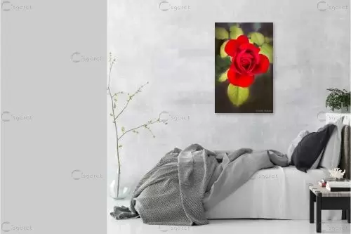 ורד אדום - איזבלה אלקבץ - תמונות רומנטיות לחדר שינה  - מק''ט: 348532