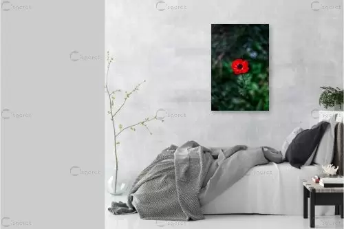 פרח אביב - יבגני זלבקוב - צילומים  - מק''ט: 456243