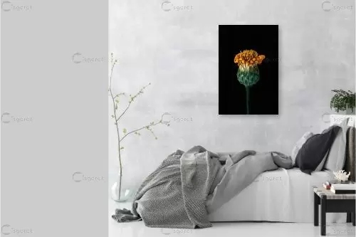 פרח - יבגני זלבקוב - צילומים  - מק''ט: 457401