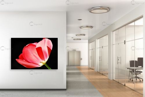 אור אחורי – רן זיסוביץ | תמונה לקיר בסגנון מודרני