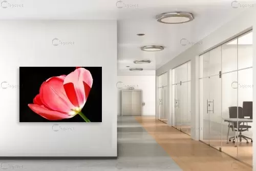 אור אחורי – רן זיסוביץ | תמונה לקיר בסגנון מודרני