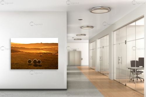 כבשים בזריחה – ניר אלון | תמונה לקיר בסגנון כפרי