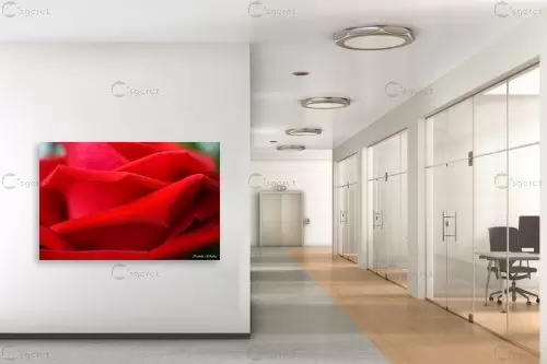 ורד – איזבלה אלקבץ | תמונה לקיר בסגנון קלאסי