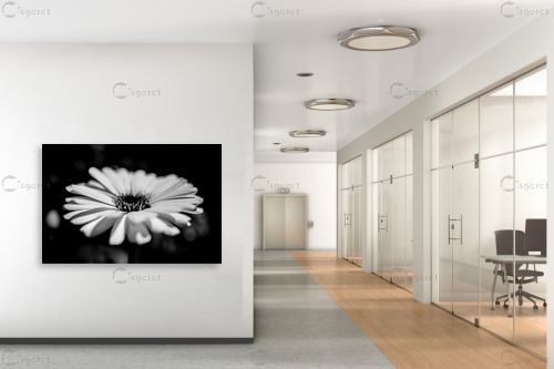 flower bw 1 – אילן עמיחי | תמונה לקיר בסגנון מודרני