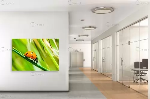 פרת משה רבנו – טניה קלימנקו | תמונה לקיר בסגנון כפרי