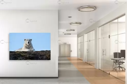 דב קוטב בתצפית – אייל ברטוב | תמונה לקיר בסגנון מודרני