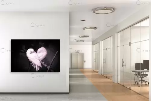 love birds – רן גולן | תמונה לקיר בסגנון מודרני