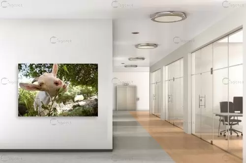 ממממהההה.... – ניר אלון | תמונה לקיר בסגנון כפרי