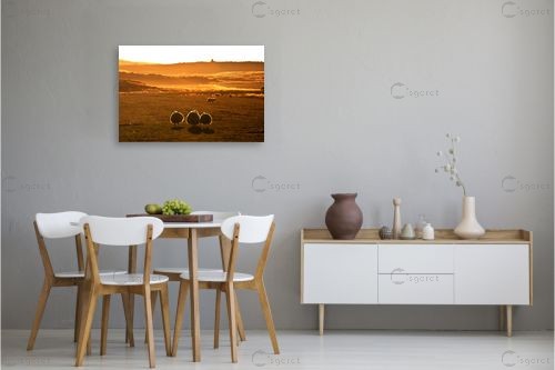 כבשים בזריחה – ניר אלון | תמונה לקיר בסגנון כפרי