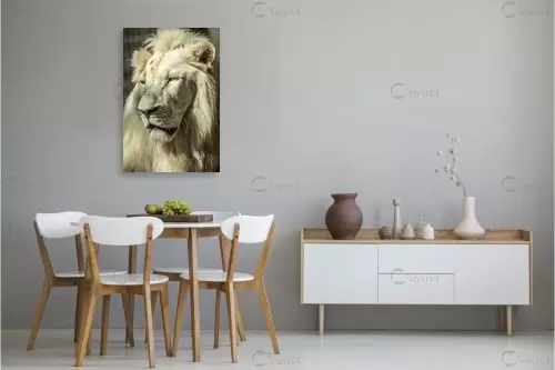 אריה לבקן - דקל בר -  - מק''ט: 430784