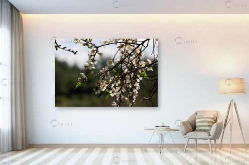 פריחה לבנה – שוש אבן | תמונה לקיר בסגנון כפרי