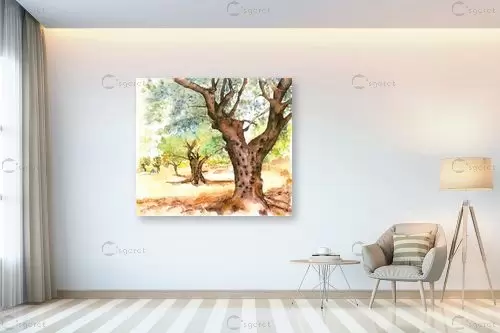  עצי זית - חיה וייט - צבעי מים  - מק''ט: 229903