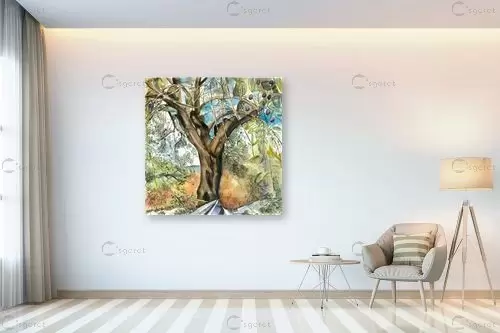 עץ זית עתיק - חיה וייט - תמונות לסלון כפרי צבעי מים  - מק''ט: 229911