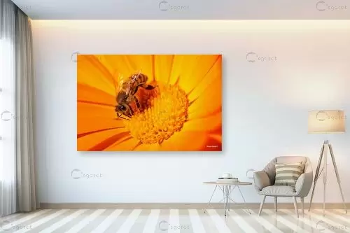 צוף החיים – מיכאל שמידט | תמונה לקיר בסגנון כפרי