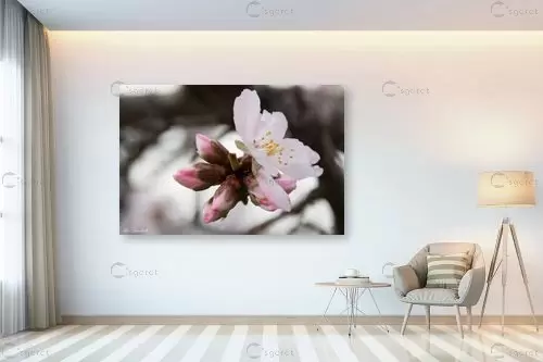 פרח השקד - אורי לינסקיל -  - מק''ט: 265847