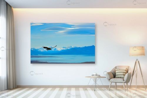 מעוף הקונדור – רן זיסוביץ | תמונה לקיר בסגנון מודרני