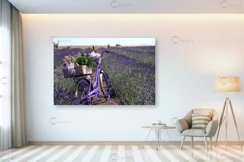 אופניים בין שורות לבנדר - אורית גפני - תמונות צבעוניות לסלון נופים יפים  - מק''ט: 419852