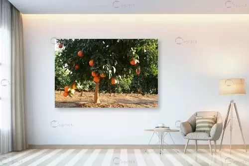 עץ התפוז - מיכל פרטיג -  - מק''ט: 54061