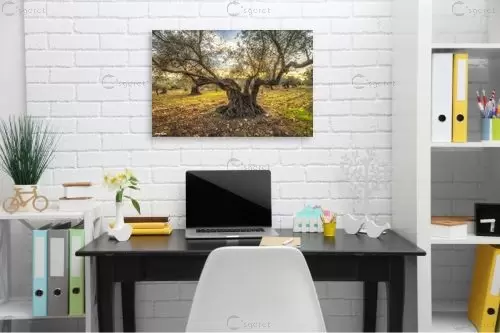 זרועות עתיקות יומין – מיכאל שמידט | תמונה לקיר בסגנון כפרי