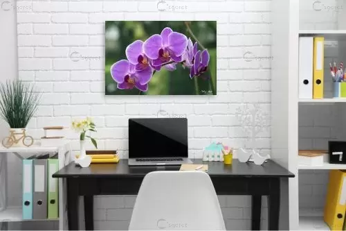 סחלבים 17 – אורלי גור | תמונה לקיר בסגנון מודרני