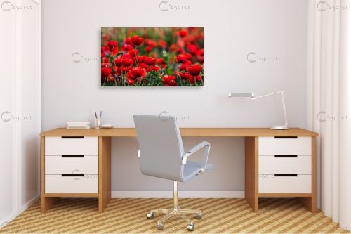 פרגים – דורית ברקוביץ | תמונה לקיר בסגנון מודרני