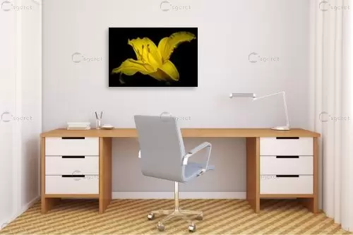 yellow Lily - ניקולאי טטרצ'וק -  - מק''ט: 323354