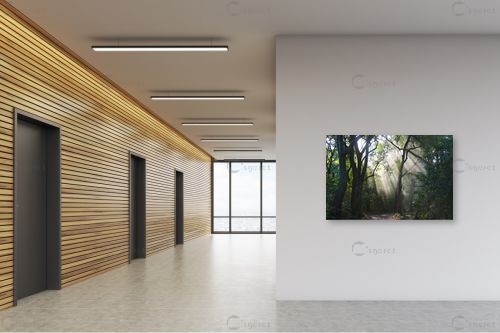 קרני אור ביער – אייל ברטוב | תמונה לקיר בסגנון כפרי