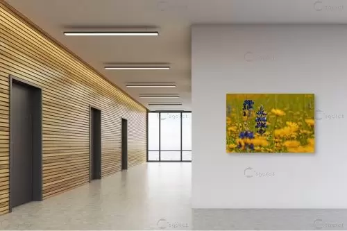 תורמוסים – שוש אבן | תמונה לקיר בסגנון מודרני