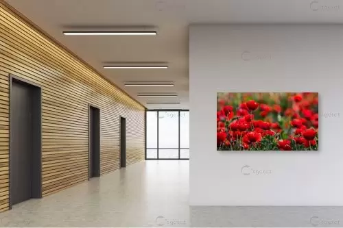 פרגים – דורית ברקוביץ | תמונה לקיר בסגנון מודרני