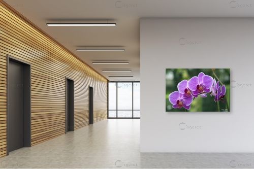 סחלבים 17 – אורלי גור | תמונה לקיר בסגנון מודרני