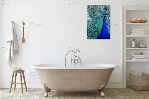 טוס – אייל הצפון | תמונה לקיר בסגנון מודרני