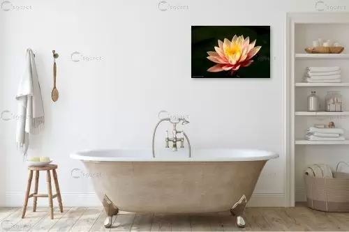 פרח המים - שרית סלימן -  - מק''ט: 80356