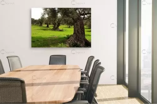 עצים עתיקים – שוש אבן | תמונה לקיר בסגנון כפרי