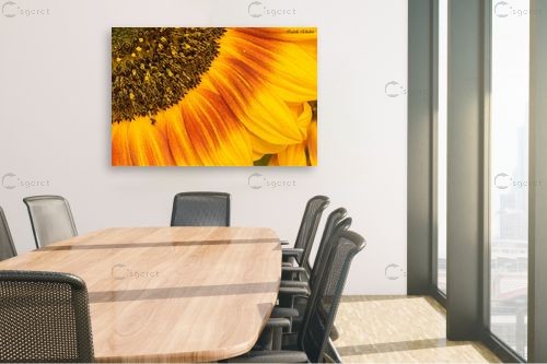 חמניה – איזבלה אלקבץ | תמונה לקיר בסגנון מודרני