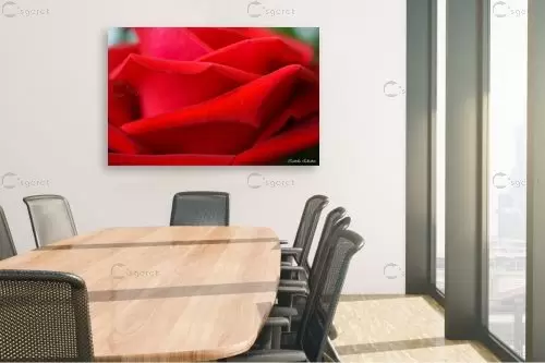 ורד – איזבלה אלקבץ | תמונה לקיר בסגנון קלאסי