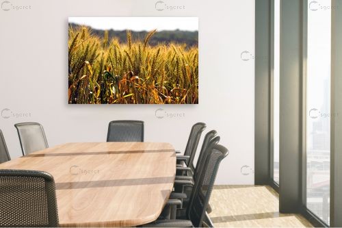 שדה זהוב – אורית גפני | תמונה לקיר בסגנון כפרי