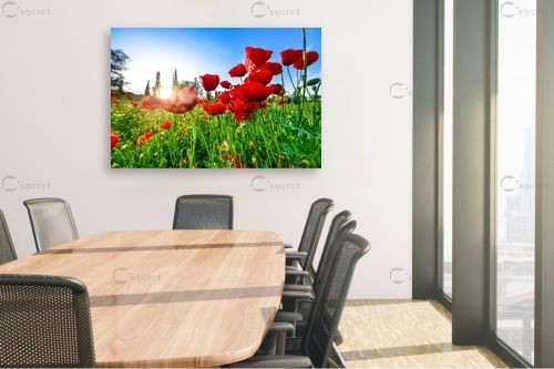 פריחת הפרג – רן זיסוביץ | תמונה לקיר בסגנון מודרני