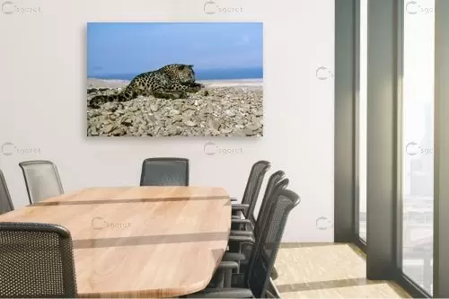 נמר מול ים המלח - אייל ברטוב -  - מק''ט: 430517