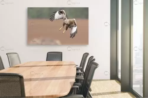 עקב במעוף – כרמל תדמור | תמונה לקיר בסגנון מודרני