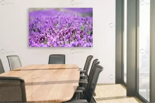 לבנדר חורפי – אורית גפני | תמונה לקיר בסגנון כפרי