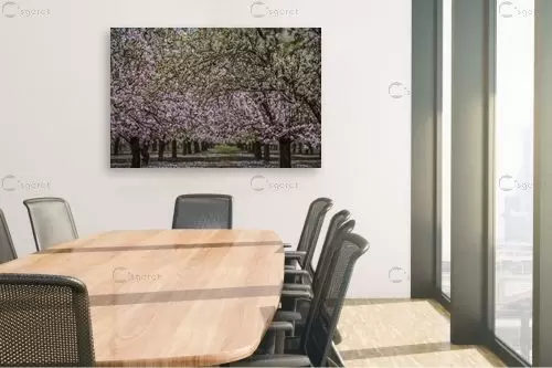 שקדיות – ארז הלוי | תמונה לקיר בסגנון כפרי