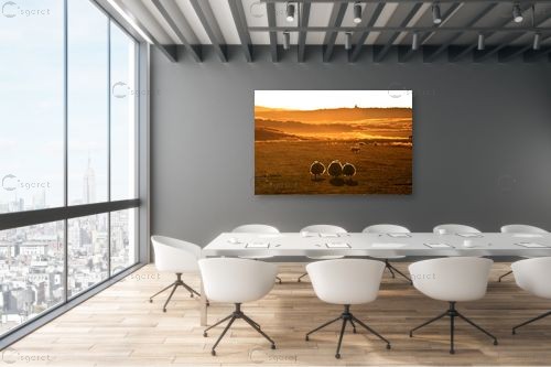 כבשים בזריחה – ניר אלון | תמונה לקיר בסגנון כפרי