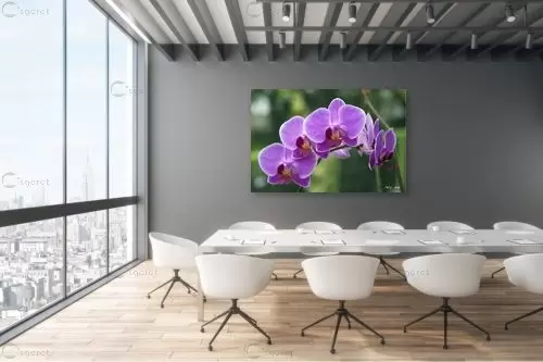 סחלבים 17 – אורלי גור | תמונה לקיר בסגנון מודרני