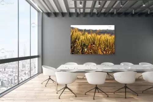 שדה זהוב – אורית גפני | תמונה לקיר בסגנון כפרי