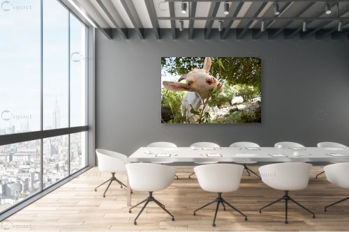 ממממהההה.... – ניר אלון | תמונה לקיר בסגנון כפרי