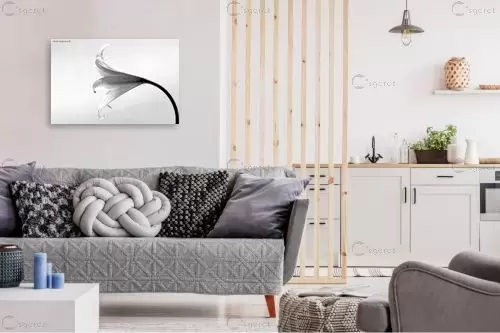 שחור ולבן – שרית סלימן | תמונה לקיר בסגנון מודרני