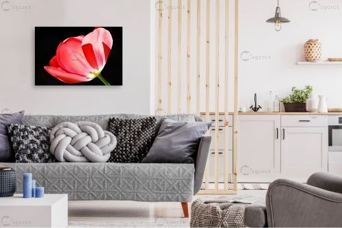 אור אחורי – רן זיסוביץ | תמונה לקיר בסגנון מודרני